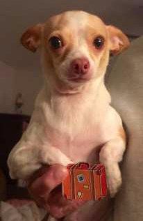 Chihuahua with suitcase
