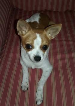 Chihuahua with ticking color spots, after picture