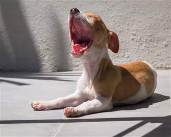 Chihuahua yawning