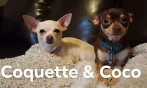 Chihuahuas of different colors