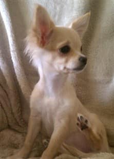 cream colored Chihuahua puppy, long haired