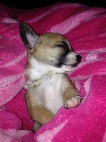 cute Chihuahua puppy, female