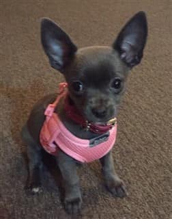 cute Chihuahua puppy