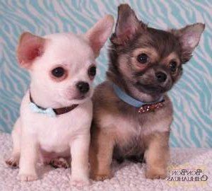 Two tiny Chihuahua puppies