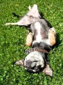Chihuahua puppy relaxing on green grass