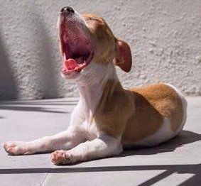 Chihuahua yawning big