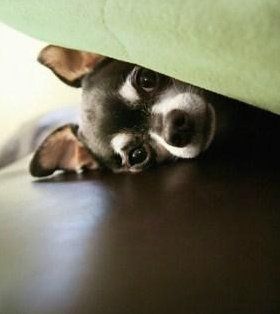 Chihuahua under the bed