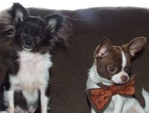 Two types of Chihuahua dogs