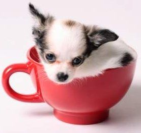 Chihuahua in a teacup