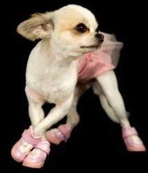 Do female store chihuahuas have periods