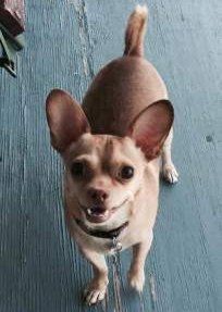 happy looking Chihuahua dog