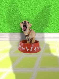 Chihuahua standing in food dish