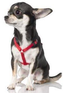 adult Chihuahua dog