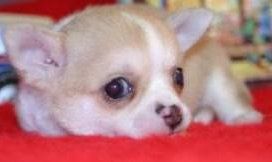 Chihuahua resting his head down