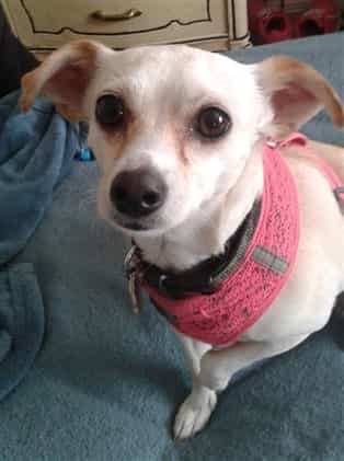 Female adopted Chihuahua