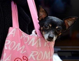 female-chihuahua