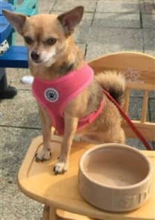 female Chihuahua outside with pink harness
