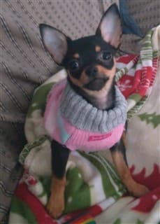 female Chihuahua wearing a sweater