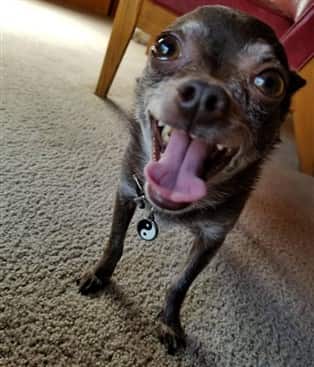 Funny Chihuahua adopted from rescue group