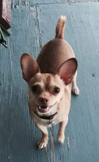 happy looking Chihuahua dog