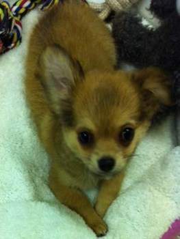 long haired Chihuahua puppy