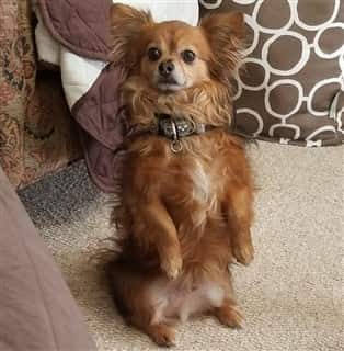 Long haired Chihuahua adopted from shelter