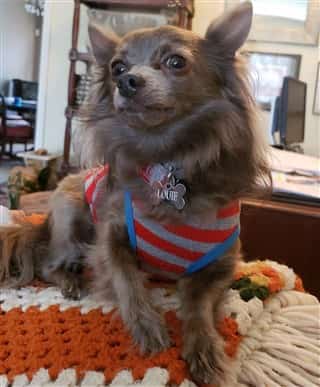 beautiful long haired Chihuahua rescue dog