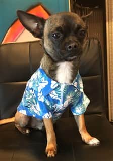 male Chihuahua wearing blue shirt