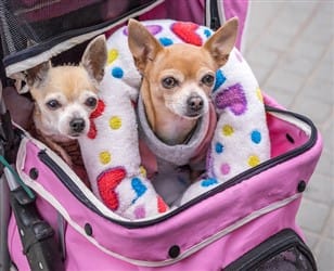 male-female-chihuahuas-