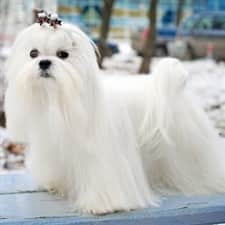 Maltese size and weight compared to Chihuahua