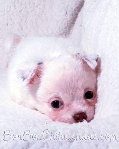 solid white Chihuahua newborn