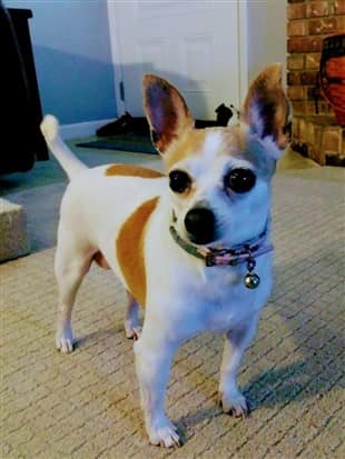 parti colored Chihuahua rescue dog