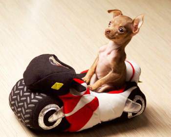 Tiny Chihuahua in toy car