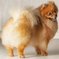 Pomeranian size compare to Chihuahua