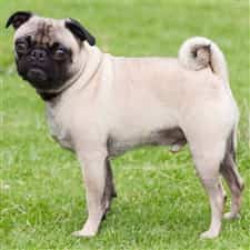 Pug size to compare to Chihuahua