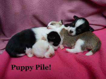 new litter of Chihuahua puppies