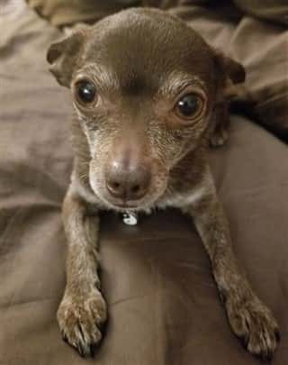 rescued Chihuahua dog, male, 7 years old