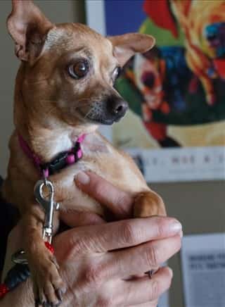 Senior Chihuahua dog adopted from shelter