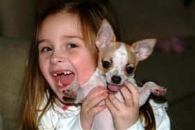 Senior Chihuahua held by female child