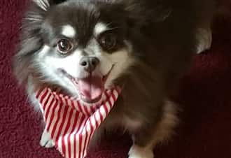 Senior Chihuahua looking happy and wearing bandanna
