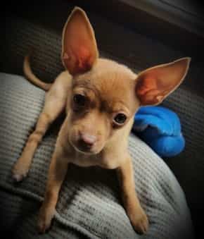 tan Chihuahua