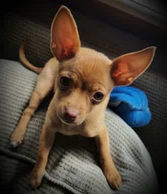 tan Chihuahua