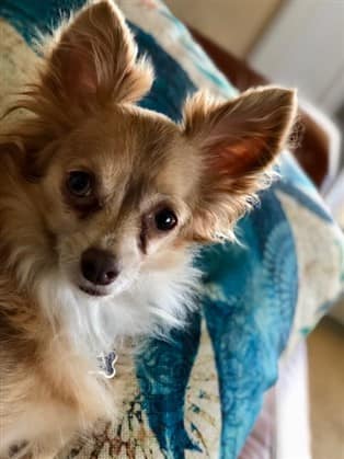 Thoughtful looking Chihuahua rescue dog