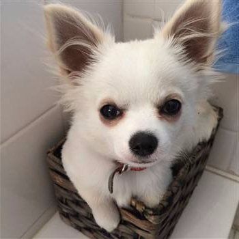 tiny Chihuahua