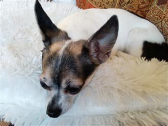 tired Chihuahua