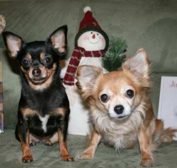 two female Chihuahaus