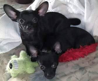 two black Chihuahua dogs