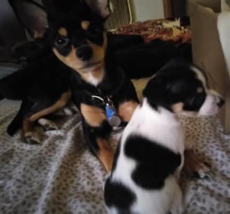 two Chihuahua dogs
