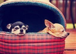 two-chihuahuas-in-doggie-bed