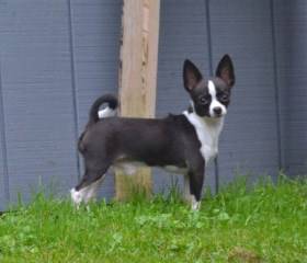 black and white smooth coat Chihuahua